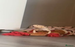 Bearded Dragon reptiles for sale: Breaded dragon - Image 6