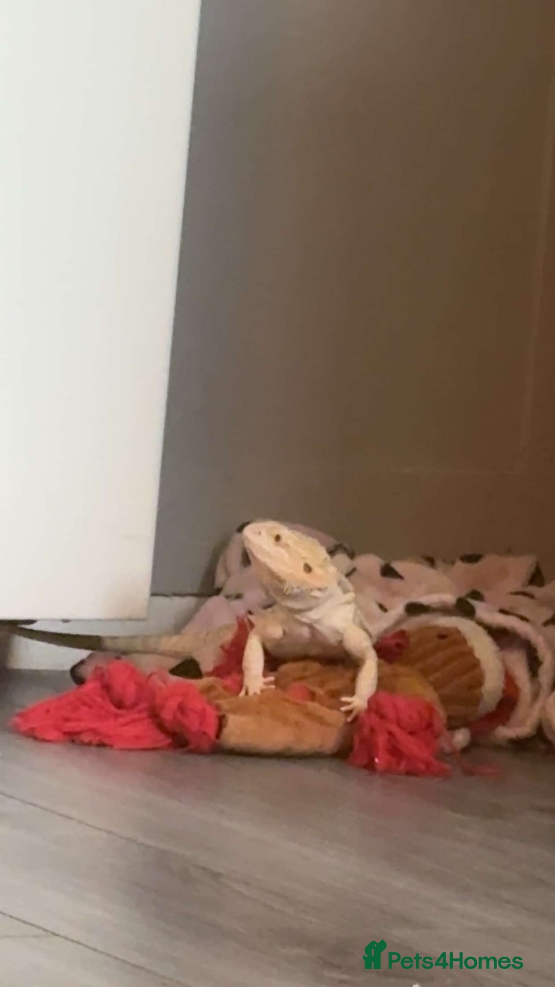 Bearded Dragon reptiles for sale: Breaded dragon - Image 6