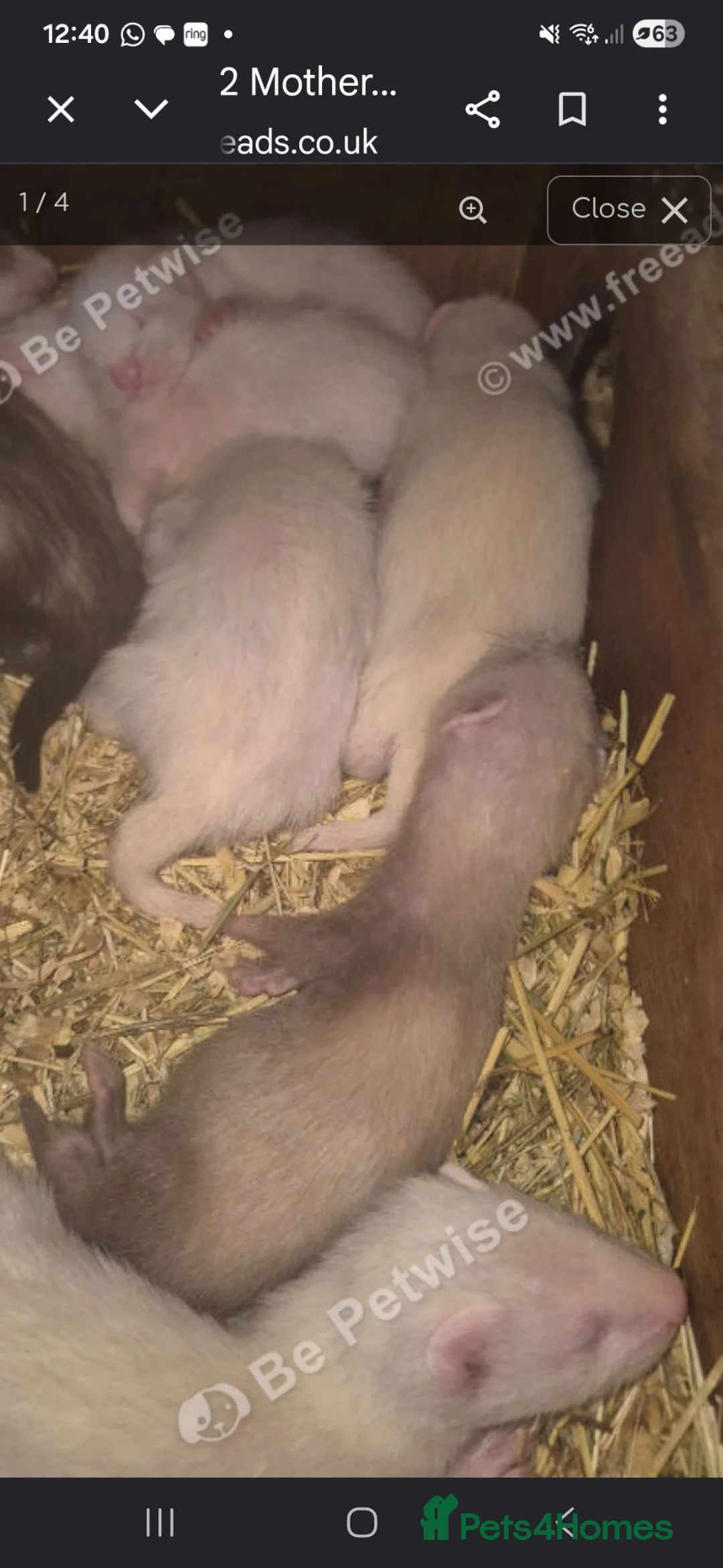 Ferret rodents for sale: Femwle ferrts with babys - Advert 1
