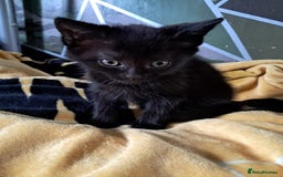 British Shorthair cats for sale: 2 beautiful kittens ready to leave  - Image 6