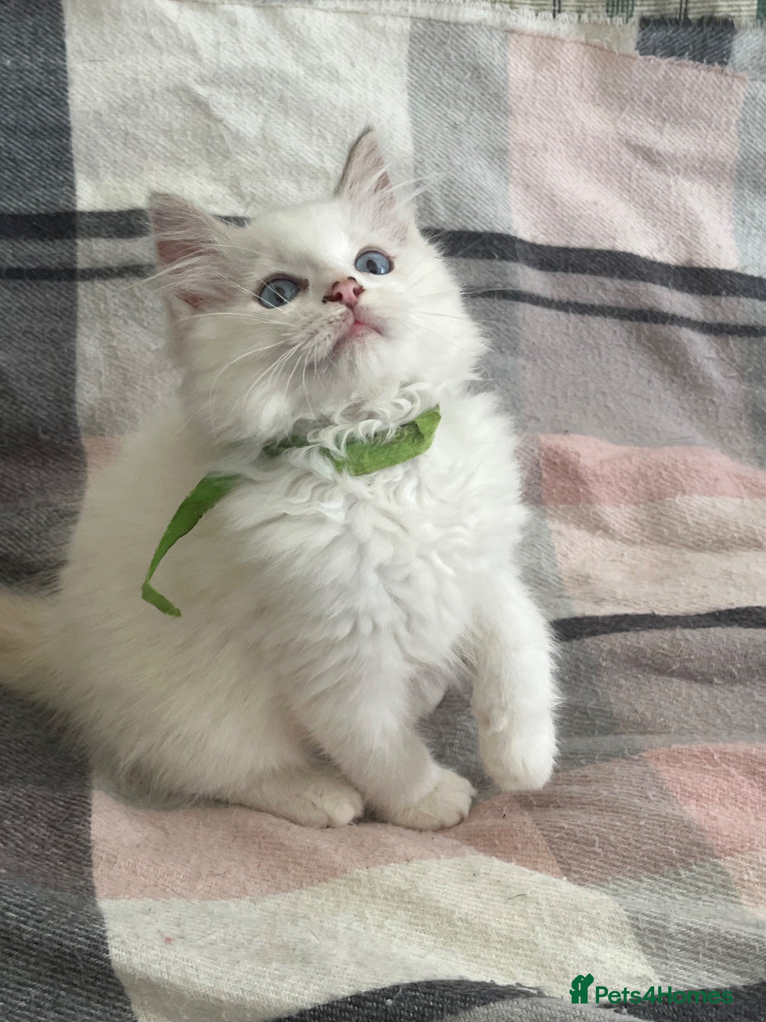 Ragdoll cats ❤️ Gorgeous ragdoll kittens ❤️ - Advert 15