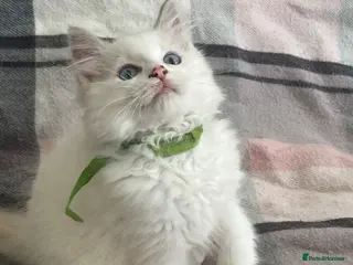 Ragdoll cats ❤️ Gorgeous ragdoll kittens ❤️ - Advert 15