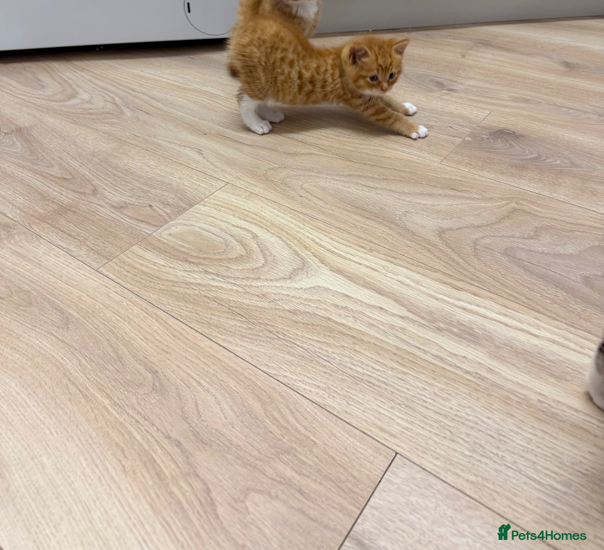 Mixed Breed cats Kittens one ginger boy remaining  - Advert 2