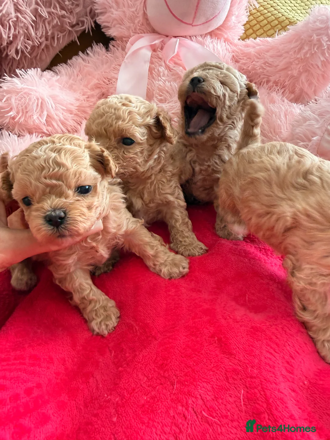 Maltipoo dogs for sale: 🤎Beautiful litter of Mini Mini Matipoo 🤎 in London - Advert 2
