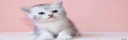 Scottish Fold cats for sale: Scottish fold and straight kittens 🐾🐾 - Advert 10