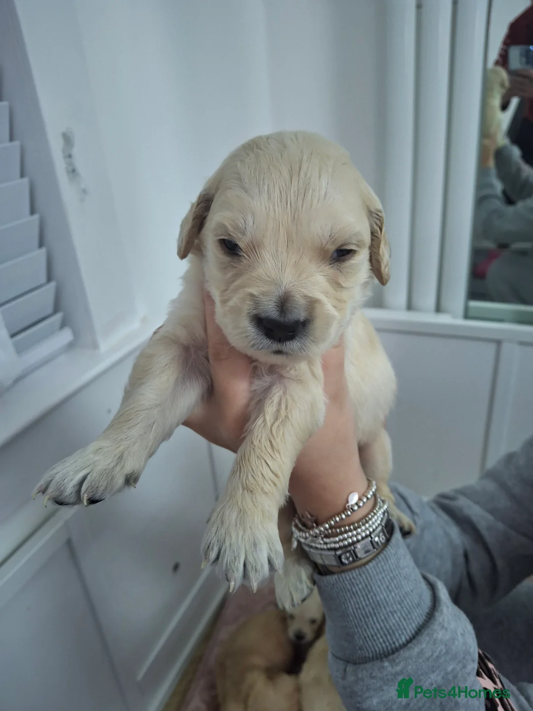 Golden Retriever dogs for sale: Golden Retriever puppies - Advert 1