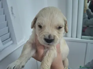 Golden Retriever dogs Golden Retriever puppies - Advert 18