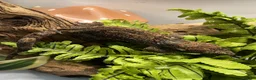 Gecko reptiles for sale: CB24 Mainland Chahoua geckos |  breeding pair  - Advert 2