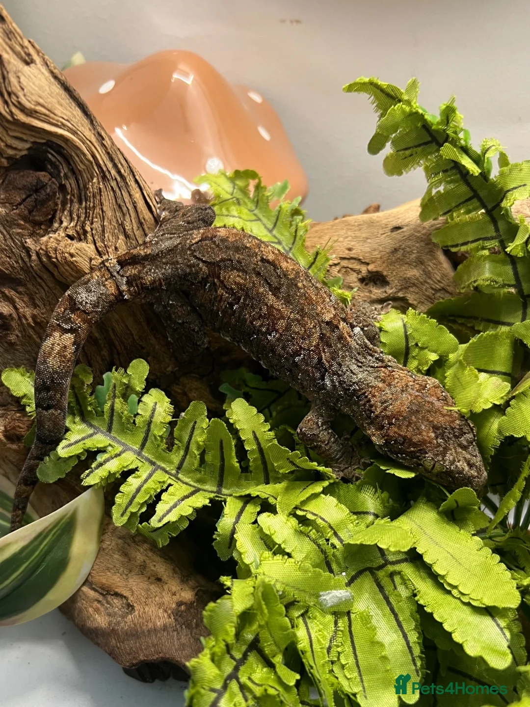 Gecko reptiles for sale: CB24 Mainland Chahoua geckos |  breeding pair  - Advert 2