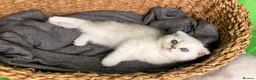 Scottish Fold cats for sale: Scottish fold/straight kittens - Advert 11