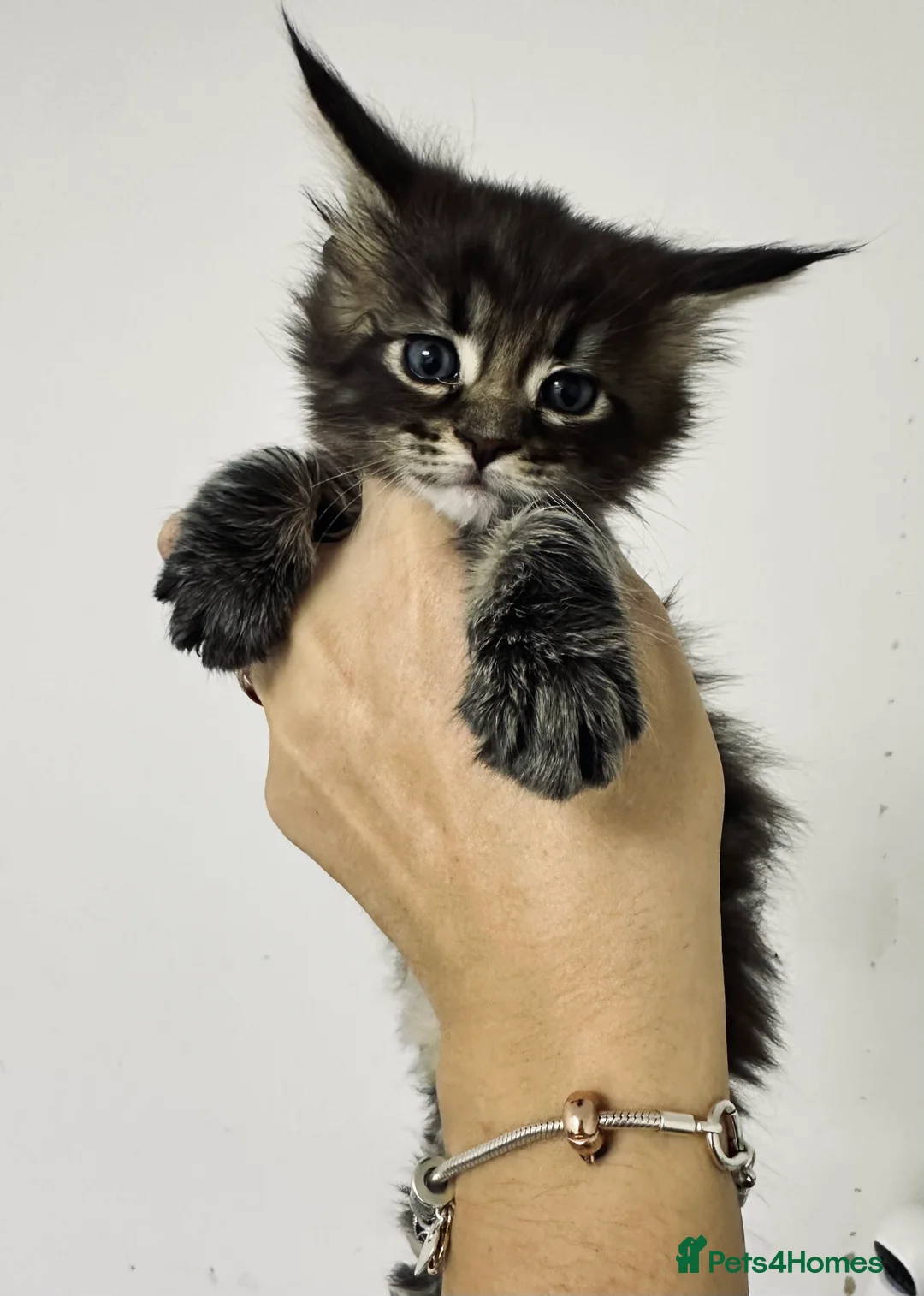 Maine Coon cats for sale: Tica registered Maine Coon kittens - Advert 5