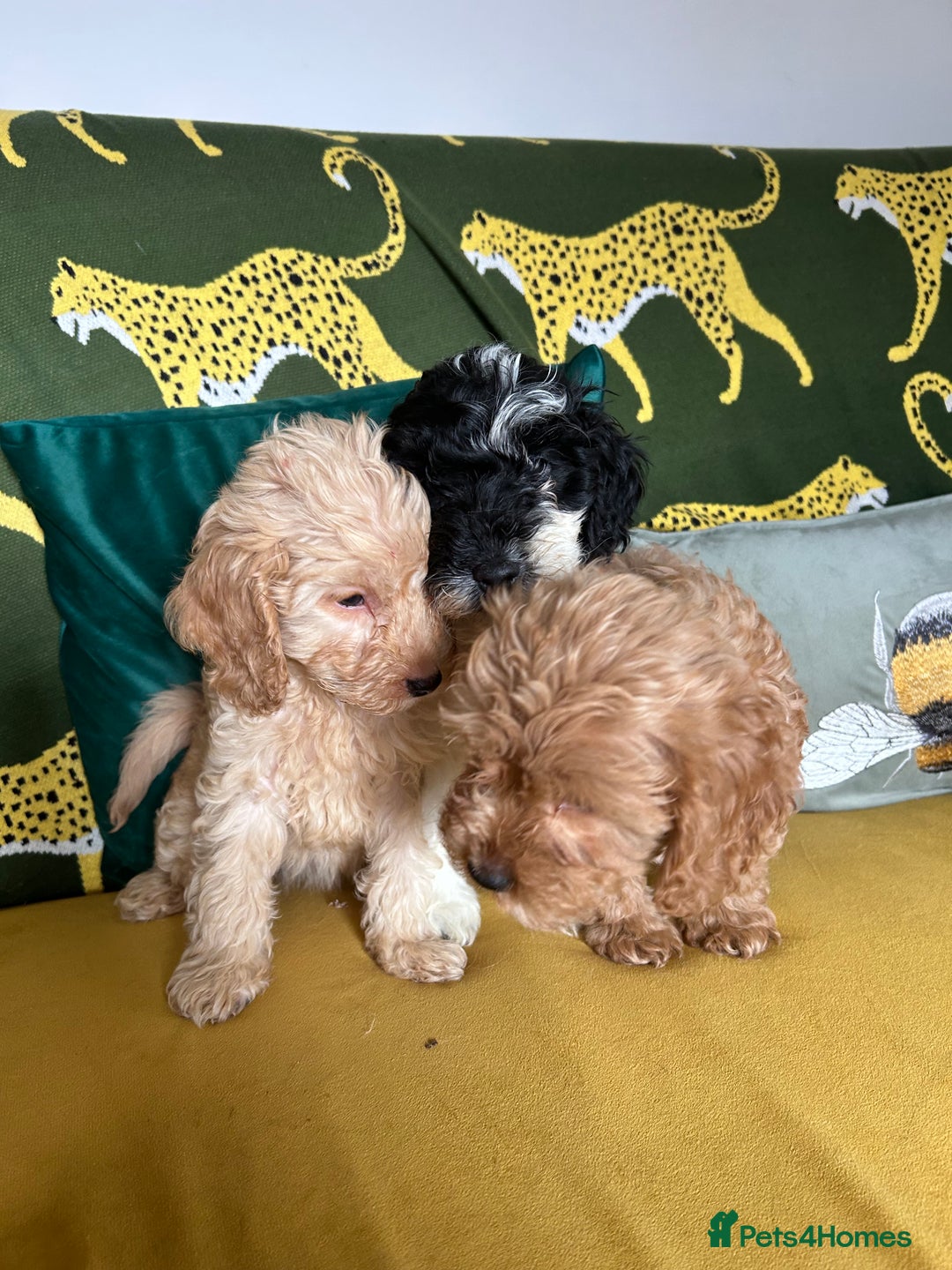 Cockapoo dogs for sale: F1 miniture cocapoos - Image 6