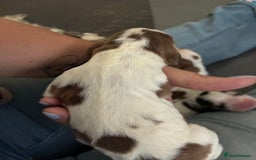 Cocker Spaniel dogs for sale: Show cocker spaniels - both parents family pets  - Image 15