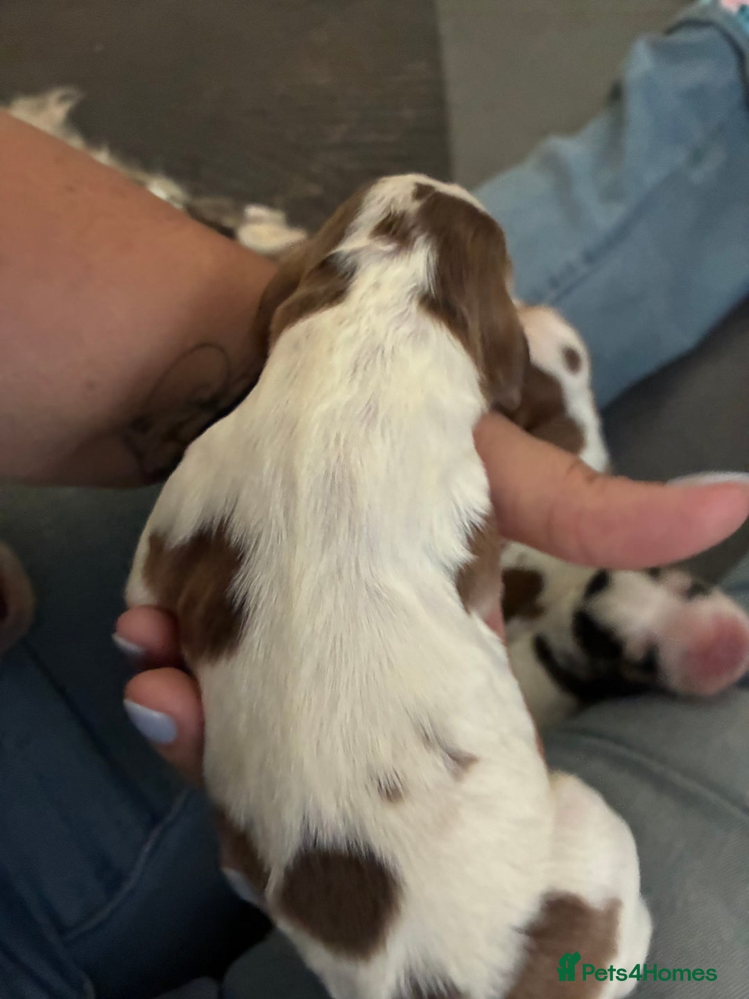 Cocker Spaniel dogs for sale: Show cocker spaniels - both parents family pets  - Image 15