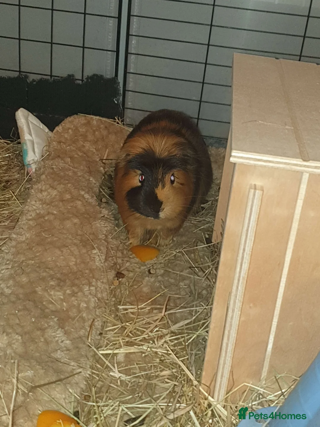 Guinea Pig rodents for sale: Guinea Pig For Sale - Good Home Only in Bridgend - Advert 2