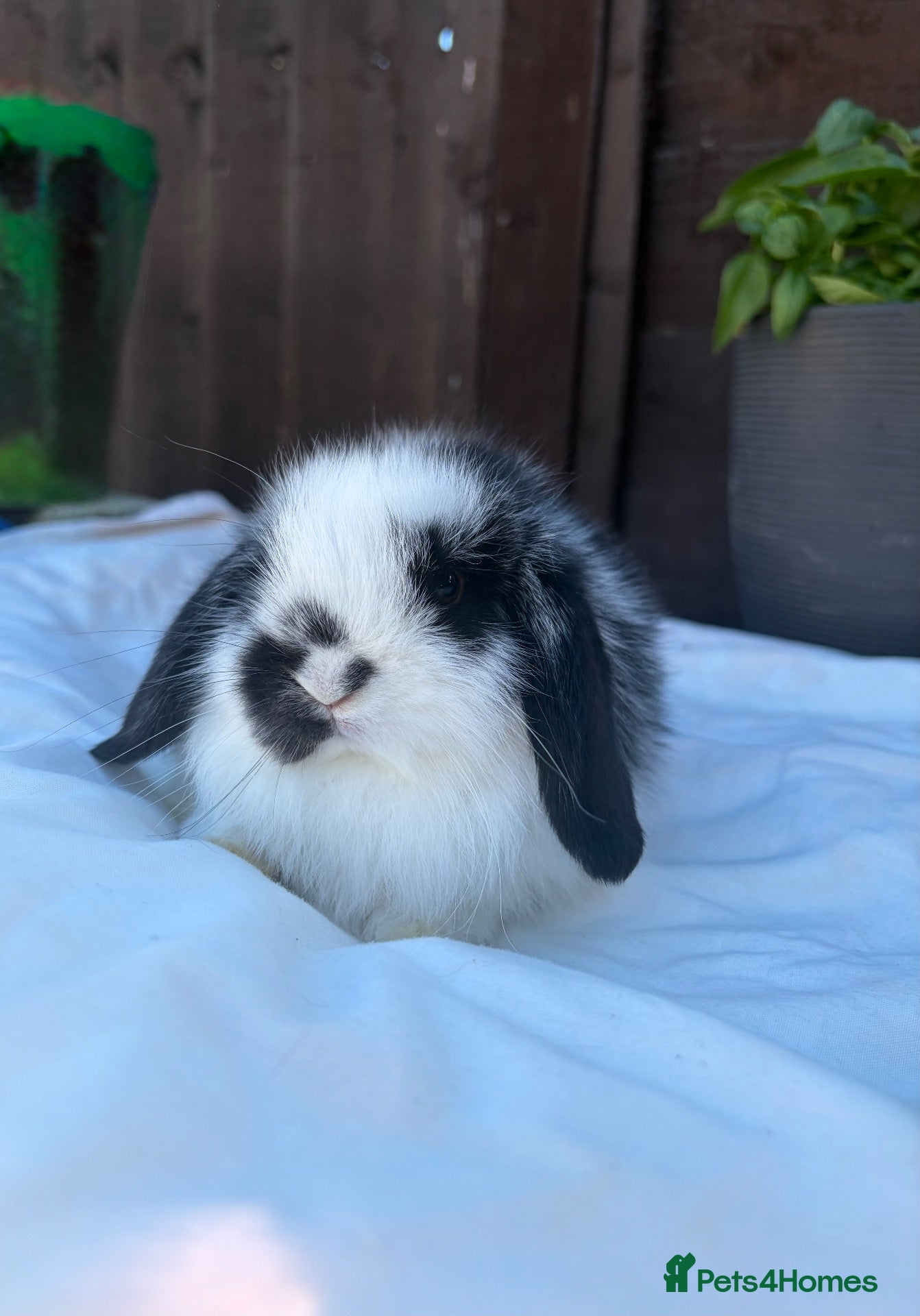 Mini Lop rabbits Beautiful mini lop bunnies 💞 - Advert 10