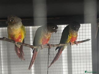 Conures birds - Advert 5