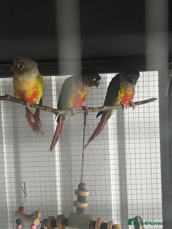 Conures birds - Advert 2
