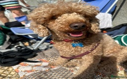 Miniature Poodle dogs for sale: Lula  - Image 4
