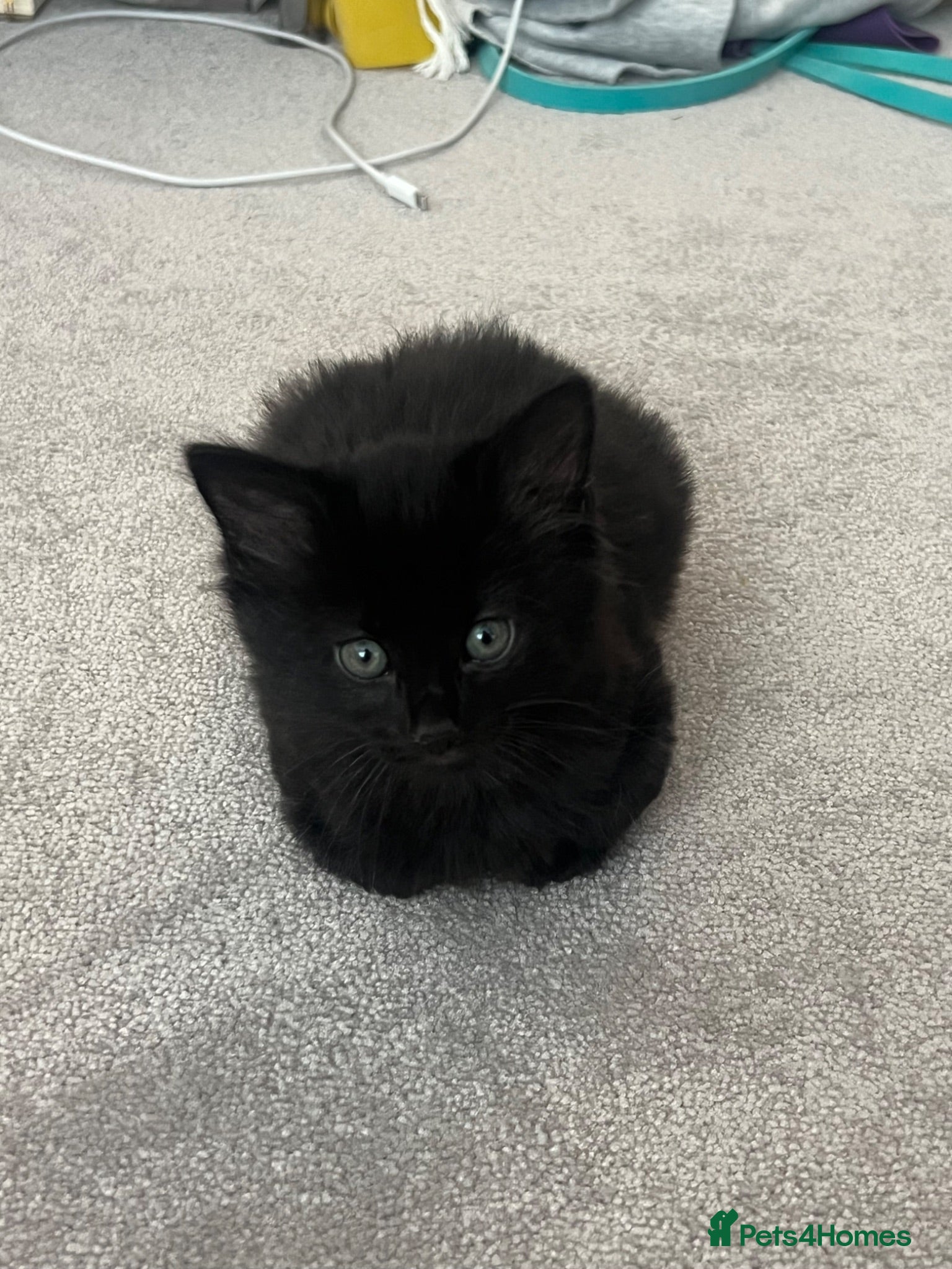 Mixed Breed cats Beautiful fluffy black kitten for sale - Advert 1