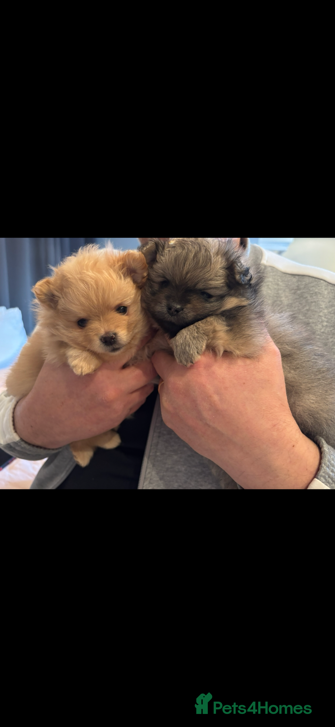 Pomeranian dogs for sale: Pomeranian girl puppies - Advert 3