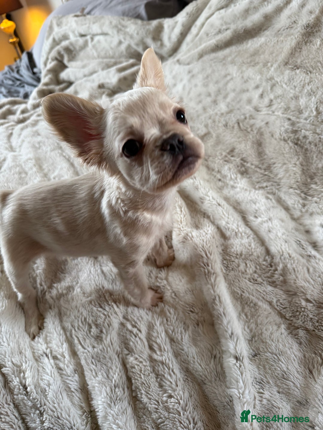 French Bulldog dogs for sale: Stunning Fluffy French bulldog puppies - Advert 5