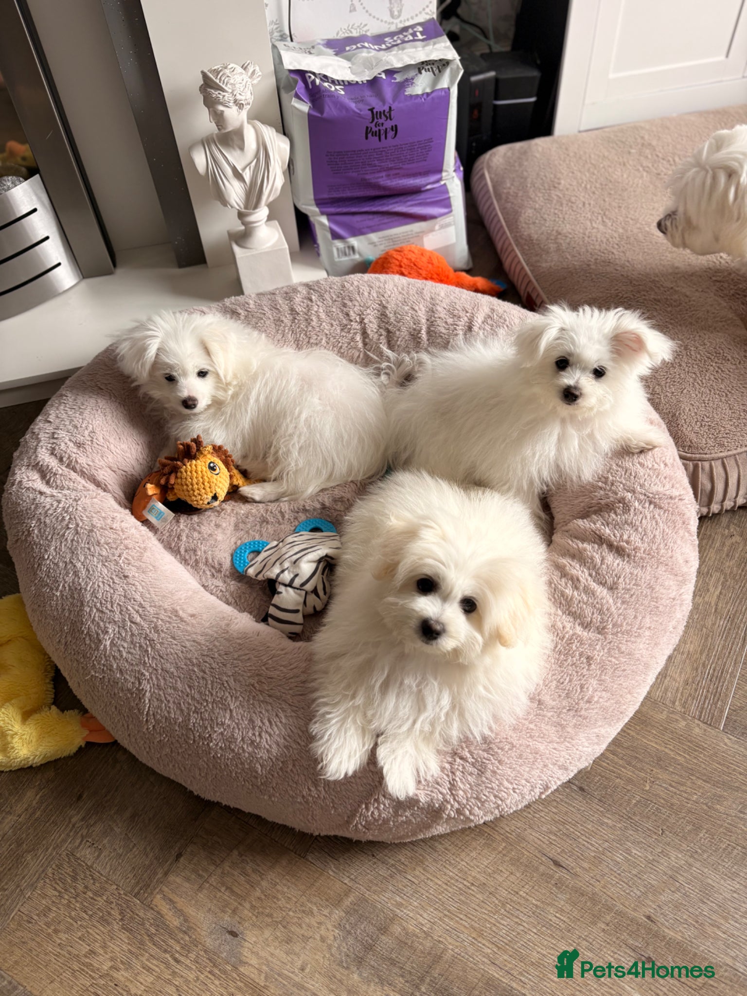 Mixed Breed dogs Pomeranian puppies  - Advert 2
