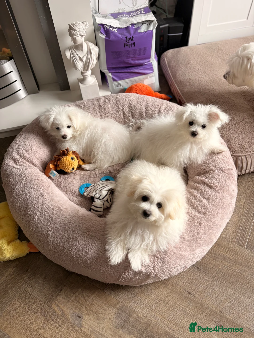 Mixed Breed dogs for sale: Pomeranian puppies  - Advert 1