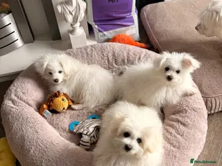 Mixed Breed dogs Pomeranian puppies - Advert 5