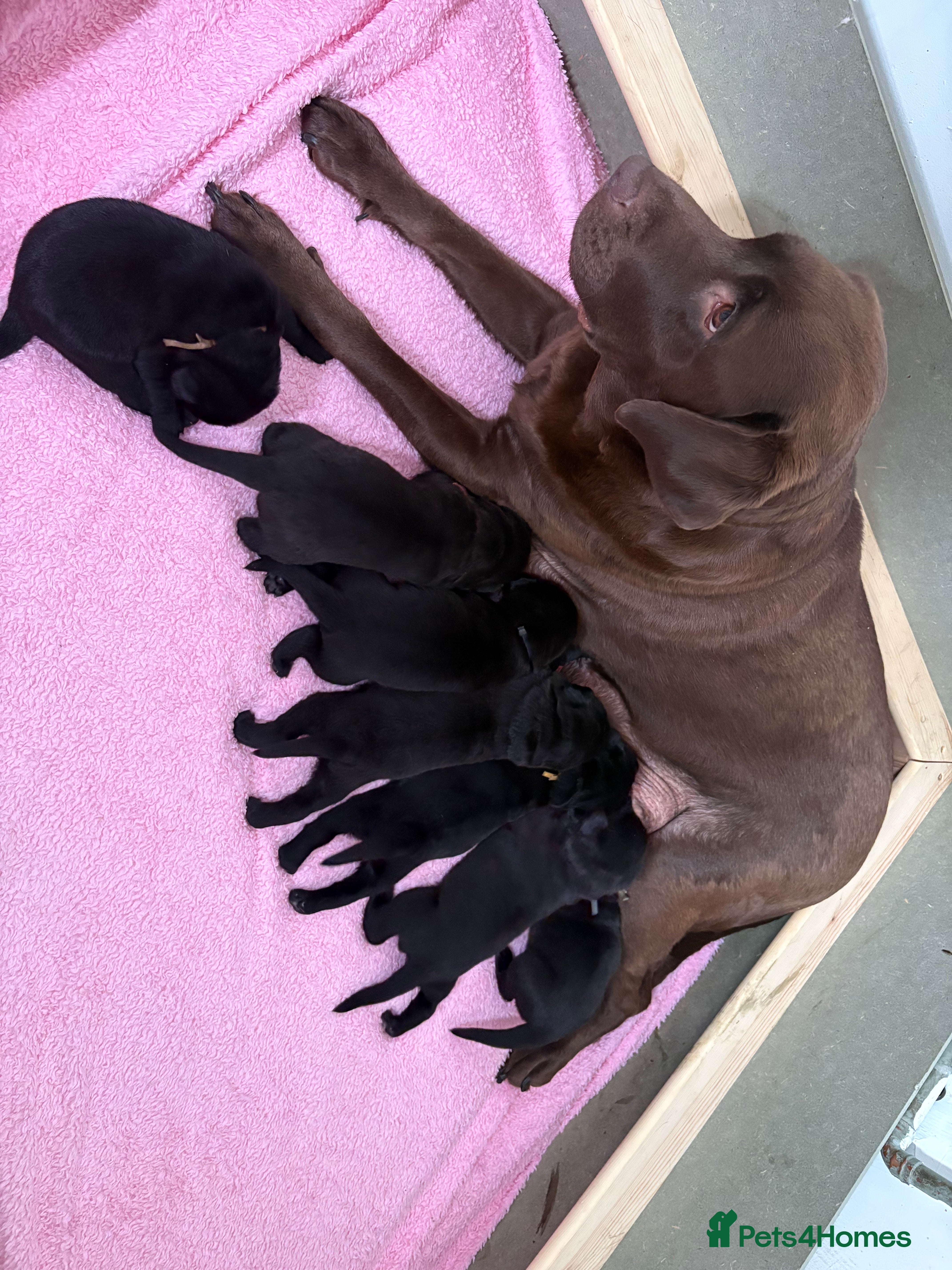 Mixed Breed dogs 🐾 GORGEOUS LABRADOR ×PRESA CANARIO PUPPIES 🐾 - Advert 2
