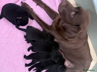 Mixed Breed dogs 🐾 GORGEOUS LABRADOR ×PRESA CANARIO PUPPIES 🐾 - Advert 5
