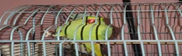 Ringnecks birds for sale: Parrots  in Bury - Advert 3