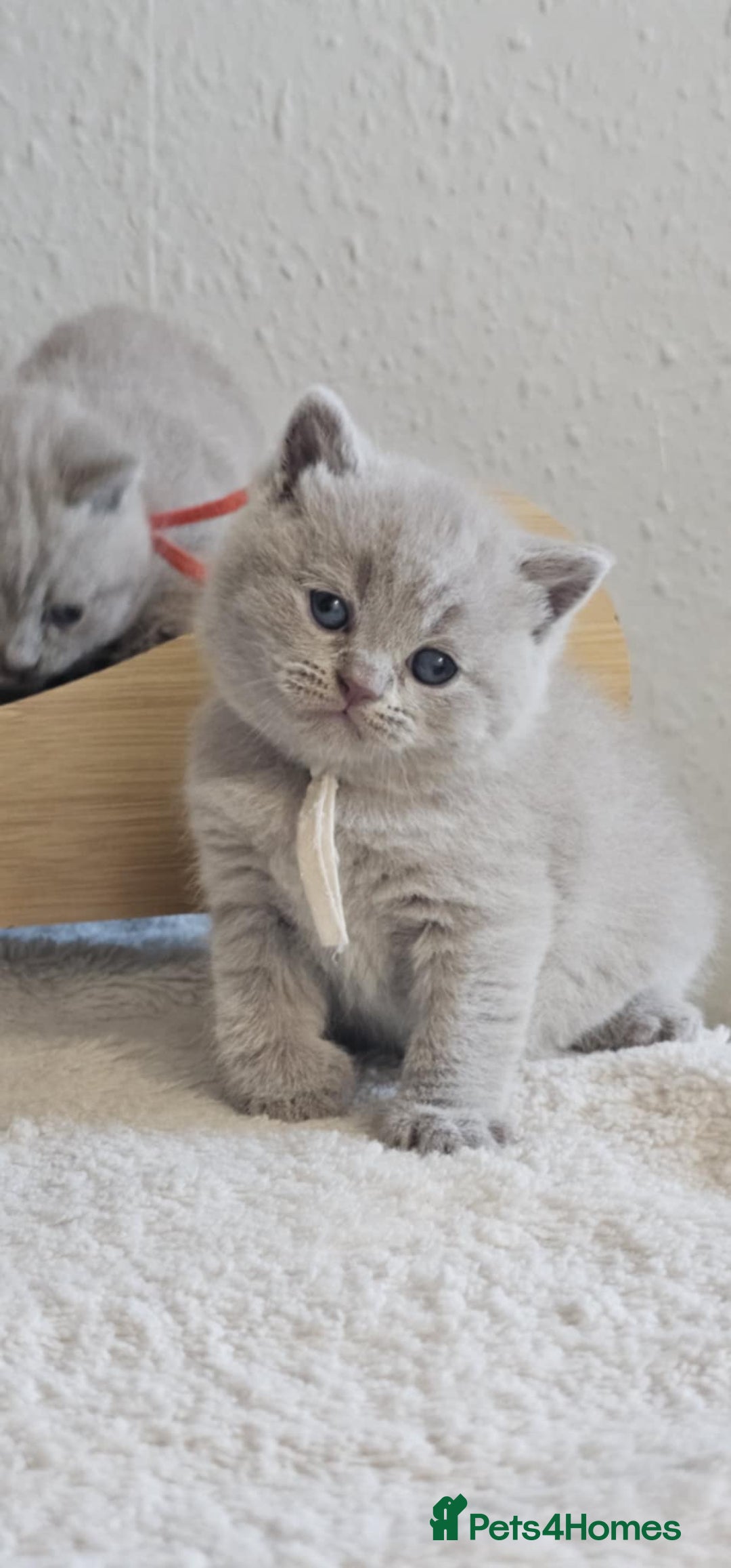 British Shorthair cats for sale: British Shorthair Kittens for Sale 🐾 - Advert 5