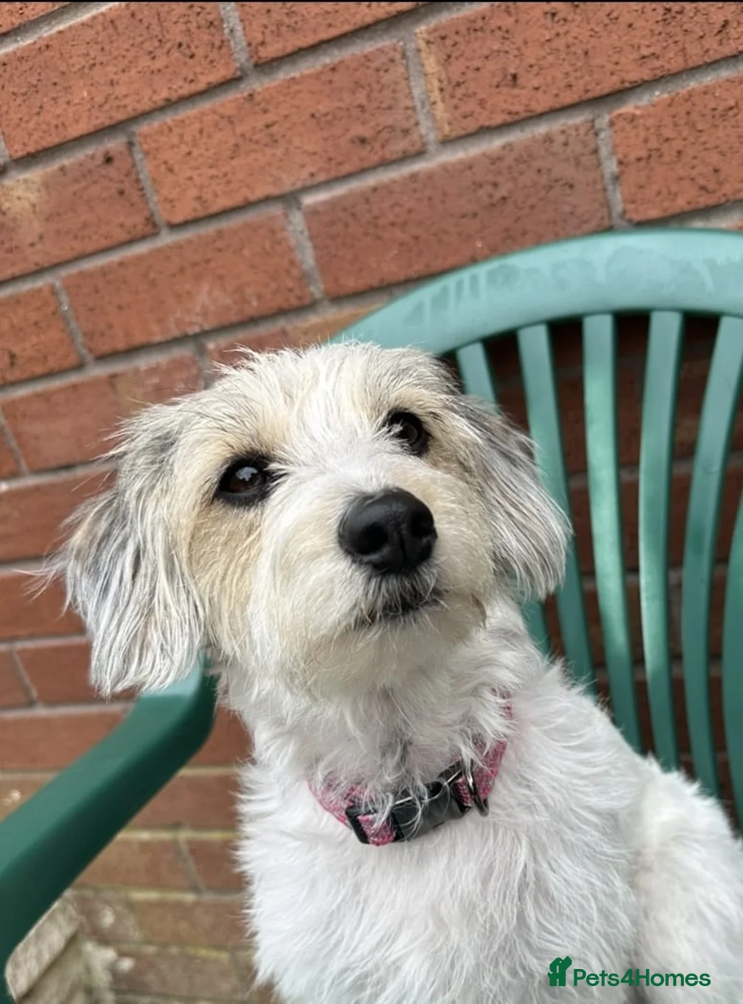 Jackapoo dogs for sale: 4 adorable jackapoo puppies  - Advert 1