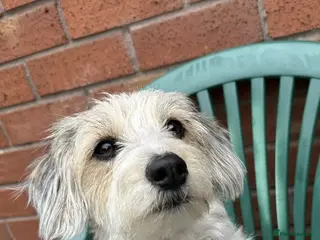 Jackapoo dogs 4 adorable jackapoo puppies - Advert 6