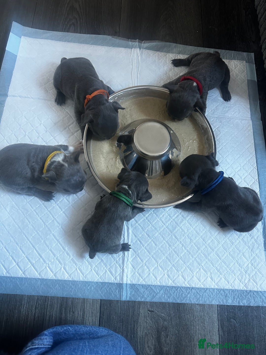 French Bulldog dogs for sale: French bulldog pups for sale  - Image 1