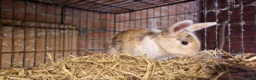 Mini Lop rabbits for sale: Gorgeous, friendly, ginger mini lop boys ready now - Advert 6