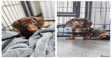 Miniature Dachshund dogs - Advert 3