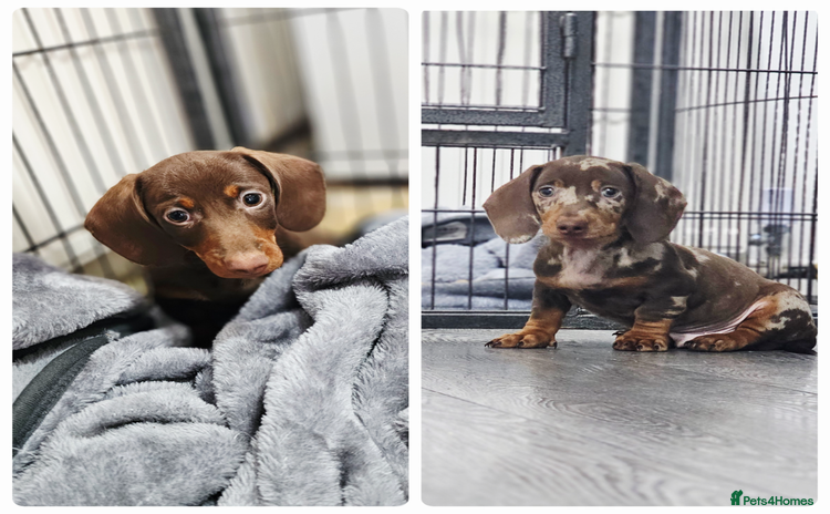 Miniature Dachshund dogs - Advert 10