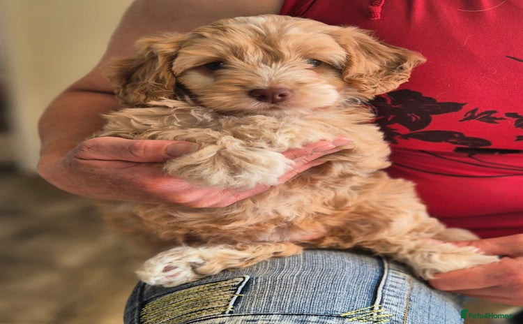 Cockapoo dogs - Advert 3
