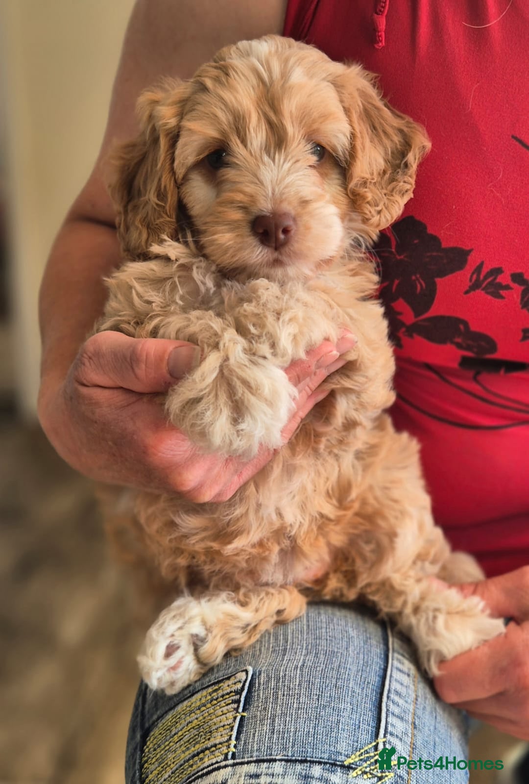 Cockapoo dogs for sale: Stunning Toy Cockapoos - Ready Now  - Image 1