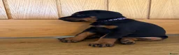 Dobermann dogs for sale: KC Registered big and strong Doberman puppies!! - Advert 11