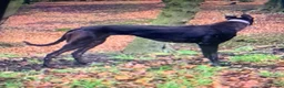 Lurcher dogs for sale: First cross saluki greyhounds  - Advert 23