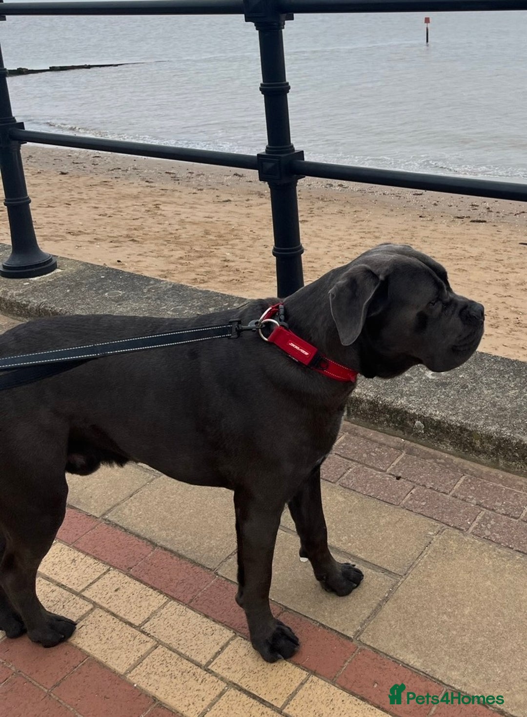 Cane Corso dogs for sale: Biff the Cane Corso gentle giant  - Advert 4