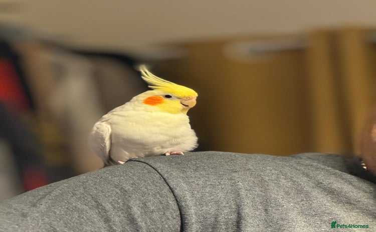 Cockatiels birds - Advert 1