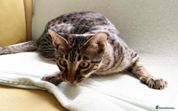 Savannah cats for sale: Reduced and ready F6 Savannah boy Koffee - Image 9