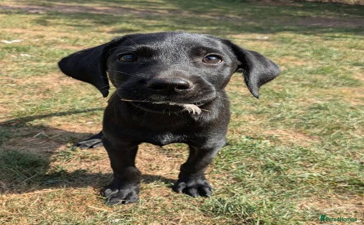 Labrador Retriever dogs - Advert 1