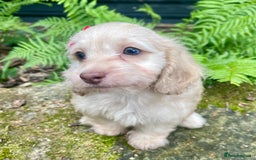 Doxiepoo dogs for sale: Adorable Doxiepoo puppies  - Image 13