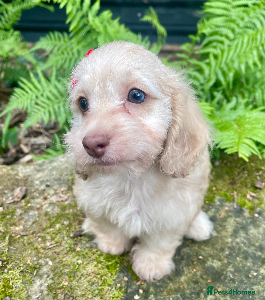Doxiepoo dogs for sale: Adorable Doxiepoo puppies  - Image 13