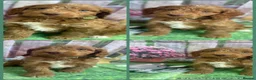 Cockapoo dogs for sale: Exceptional F1 Cockapoo puppies  in Ashford - Advert 7